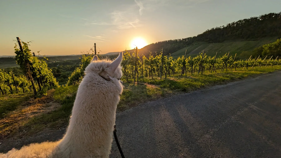 Alpaka schaut über die Weinberge dem Sonnenuntergang entgegen