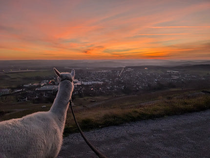 Alpaka-Wanderungen: Mehr als ein Freizeittrend?