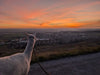 Alpakawanderung bei Sonnenuntergang in den Weinbergen