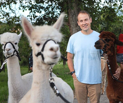 Patrick Stellmach mit drei Alpakas auf der Weide