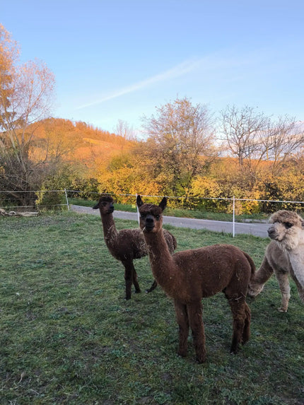 Zwei neue Stuten auf dem Hof: Willkommen Polly & Carisma