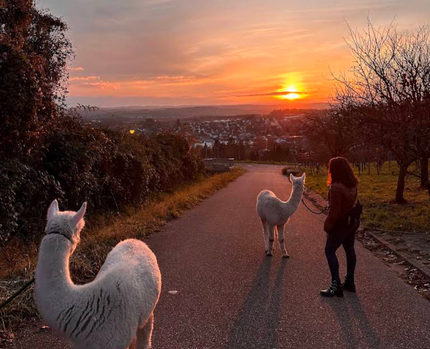 Alpaka-Wanderungen in Weinbergen: Naturerlebnis und nachhaltiger Tourismus
