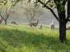 Alpakas auf der Weide in Ensingen