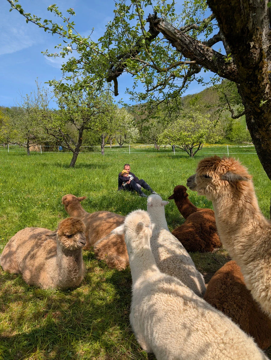 Fünf Effekte tiergestützter Arbeit mit Alpakas, die wir regelmäßig beobachten