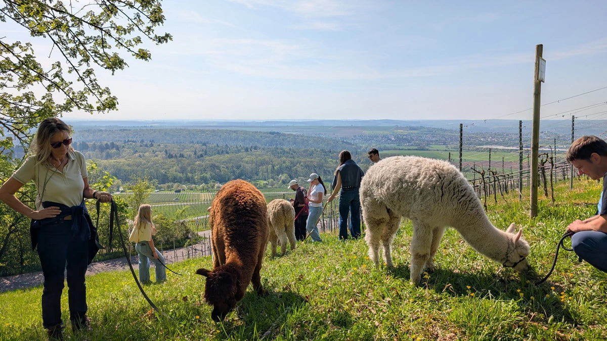 Teambuilding mit Alpakas in den malerischen Weinbergen bei Stuttgart