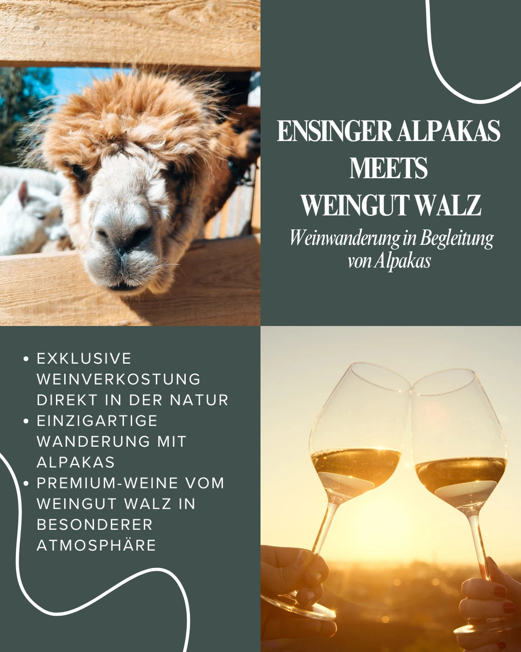 Weinwanderung mit Alpakas in Ensingen – Natur & Premium-Weine erleben
