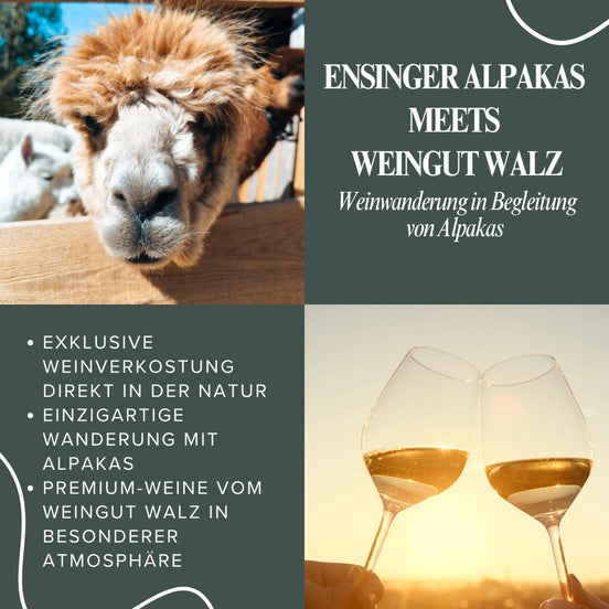 Weinwanderung mit Alpakas in Ensingen – Natur & Premium-Weine erleben
