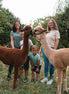 Fotoshooting einer Familie mit zwei Alpakas