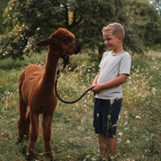 Fotoshooting eines kleinen Jungen mit einem Alpaka