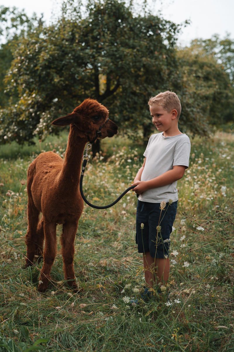 Fotoshooting eines kleinen Jungen mit einem Alpaka