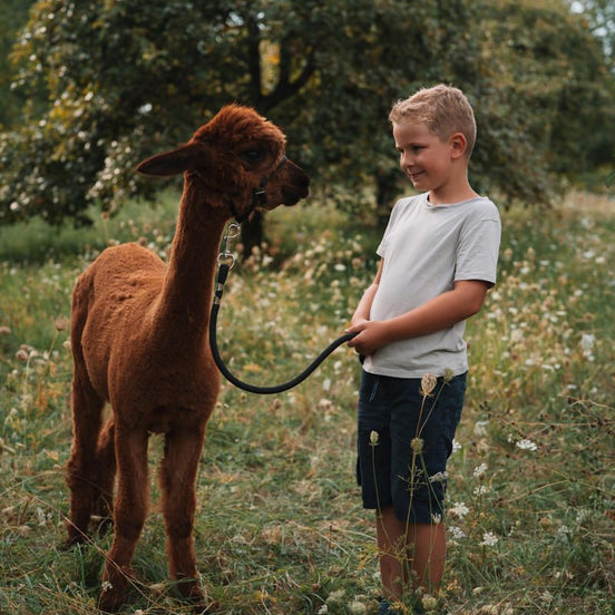 Fotoshooting eines kleinen Jungen mit einem Alpaka