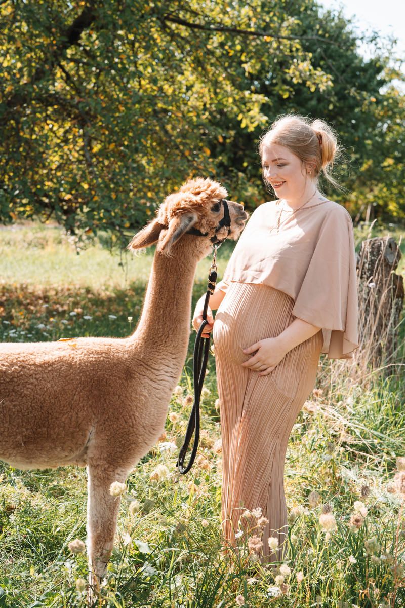 Fotoshooting einer schwangeren Frau mit einem Alpaka
