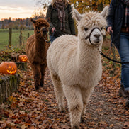 Alpakawanderung zu Halloween