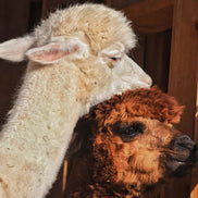 Mini-Alpaka-Zeit