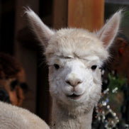 Mini-Alpaka-Zeit