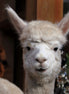 Mini-Alpaka-Zeit