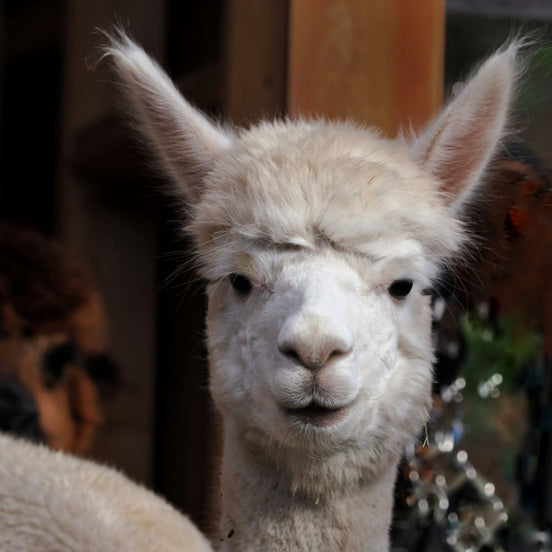 Mini-Alpaka-Zeit