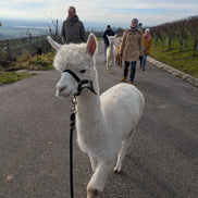Alpaka-Wanderung Ensingen: Natur, Entspannung & Weinberge