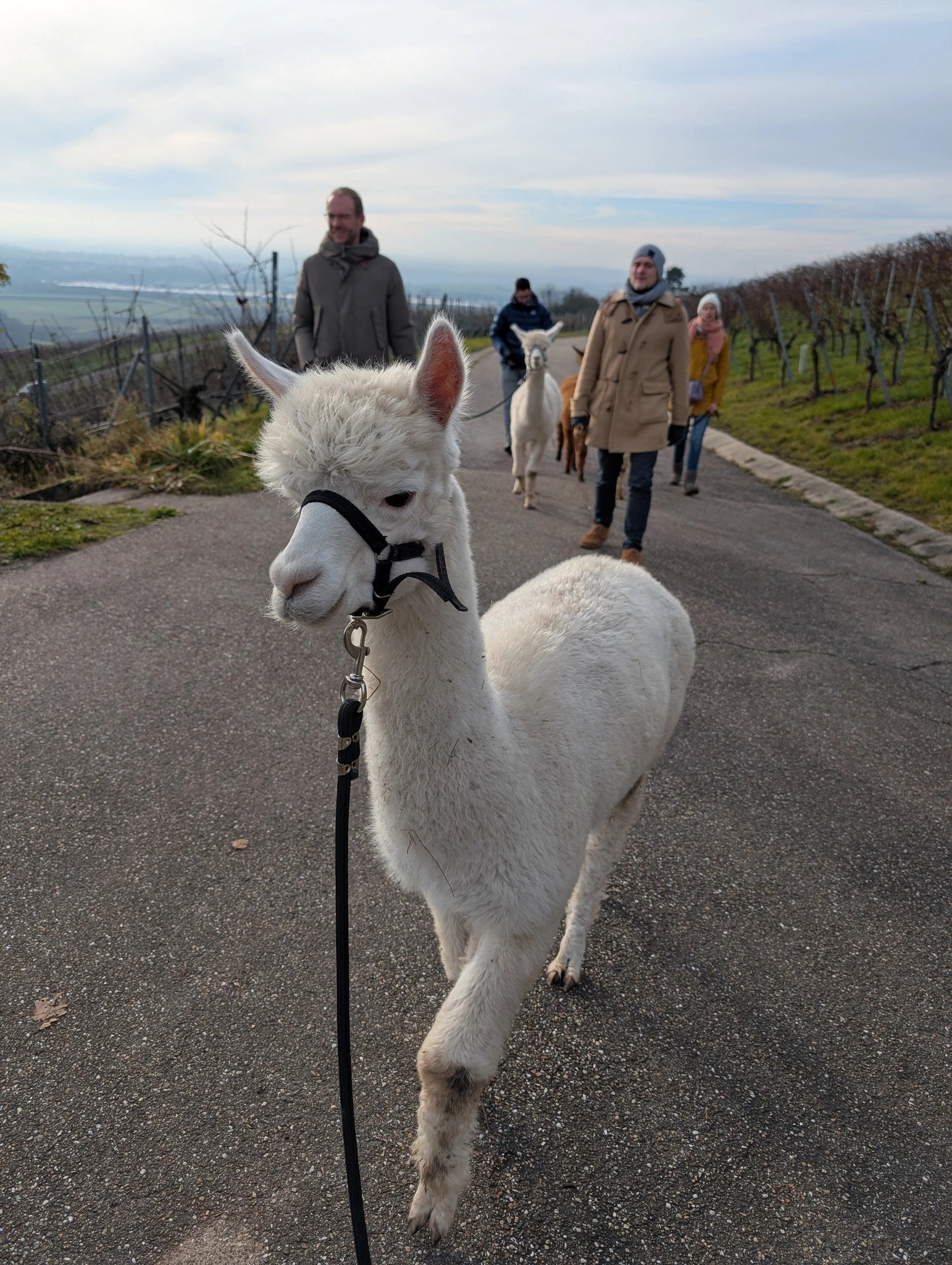 Alpaka-Wanderung Ensingen: Natur, Entspannung & Weinberge