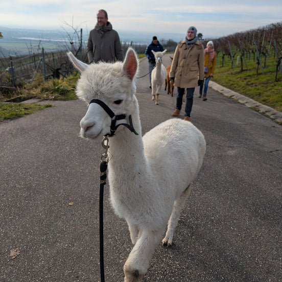 Alpaka-Wanderung Ensingen: Natur, Entspannung & Weinberge