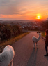 Alpakas schauen auf den Sonnenuntergang