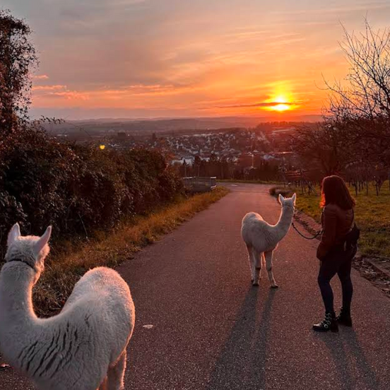 Alpakas schauen auf den Sonnenuntergang