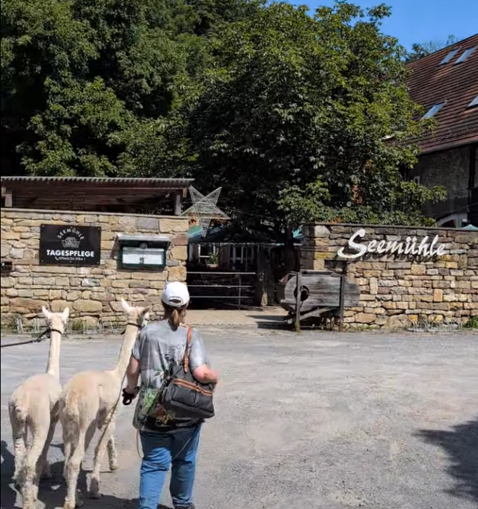 Alpakawanderung mit Einkehr in der Seemühle