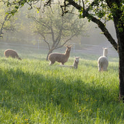 Weinwanderung mit Alpakas in Ensingen – Natur & Premium-Weine erleben