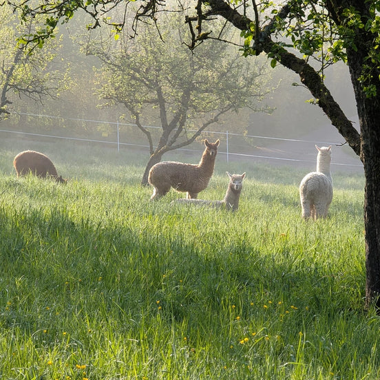 Weinwanderung mit Alpakas in Ensingen – Natur & Premium-Weine erleben
